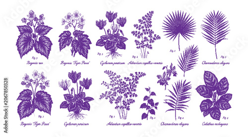 Foto Collection of various blue botanical illustrations on featuring different plant
