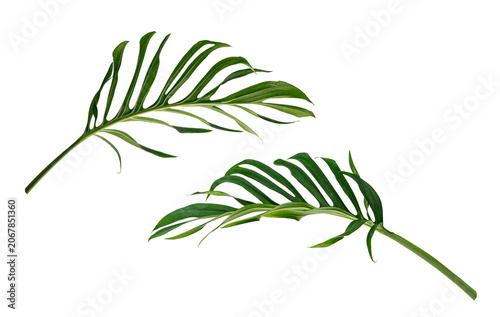 Tropical monstera and palm leaves isolated on transparent background.