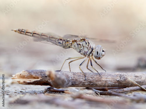Εκτύπωση καμβά Brachythemis impartita (Northern Banded Groundling)