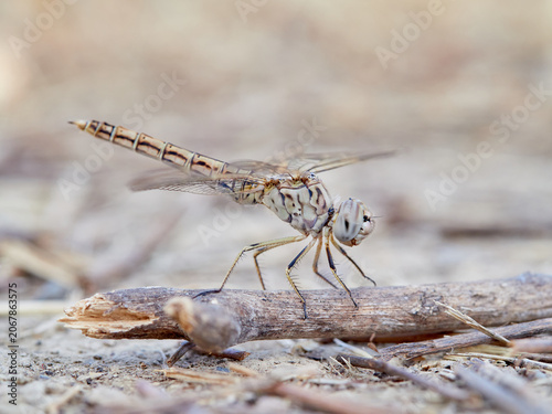 Fotografía Brachythemis impartita (Northern Banded Groundling)