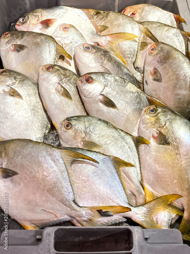 Several trays of fresh pomfret. The fresh fish are displayed on trays with ice, making them look very fresh.