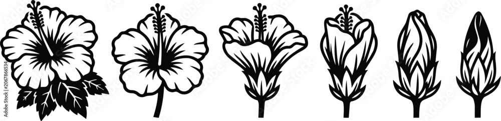 Obraz premium Hibiscus flower line art sequence from bloom to bud in black silhouette
