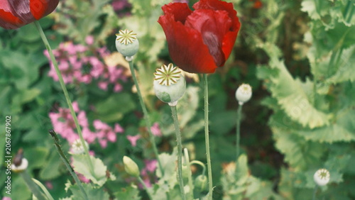 Quadro su tela Red poppy flowers with seed pods in garden