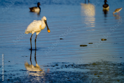 Obraz na płótnie Eurasian spoonbill, Platalea leucorodia