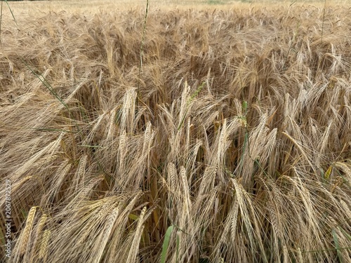 field of wheat