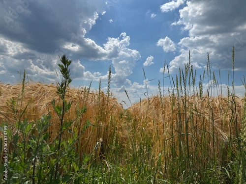 grass and sky