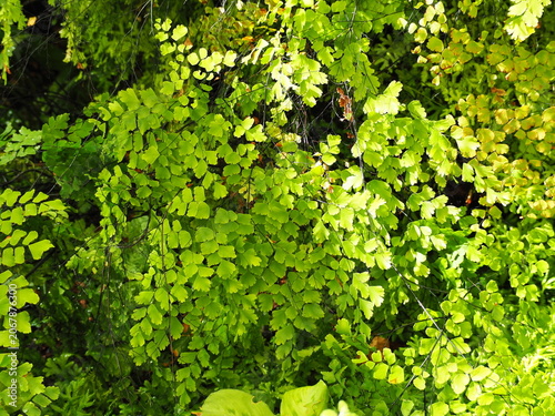 Maidenhair Fern is grown in sunny gardens. Ornamental plant distinguished by its slender, black stems and bright green leaflets. The small, bright green leaflets are fan-shaped or rounded triangular.
