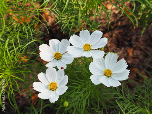 Four white cosmos flowers bloom. Cosmos bipinnatus has white petals with striking bright yellow center. Petals are delicate with serrated edges, accompanied by slender, pointed, feathery green leaves.