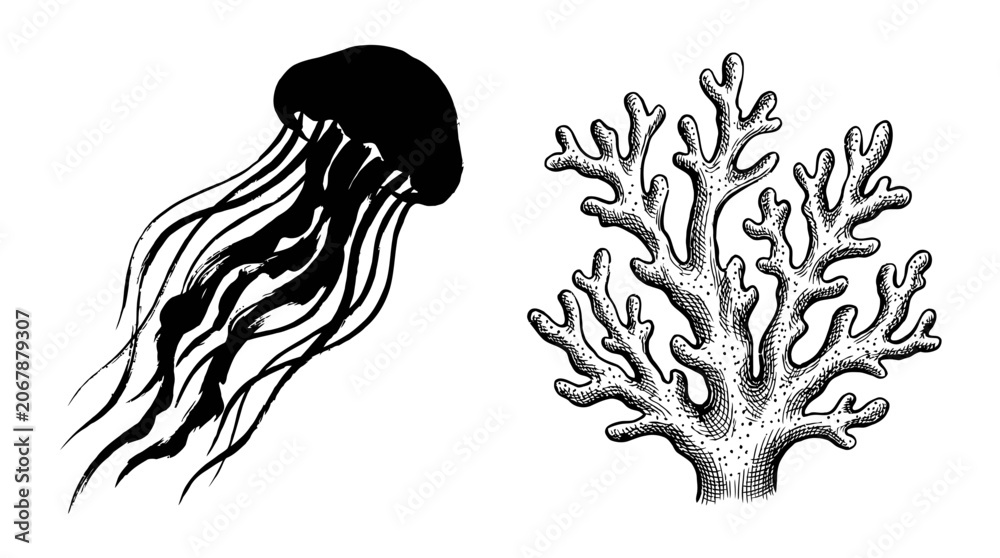 Fototapeta premium Jellyfish and Coral Illustration - Black and White Sketch