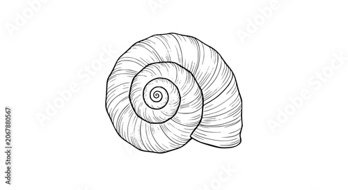 Obraz na płótnie seashell illustration, spiral shell, conch shell, nautical shell, black and whit