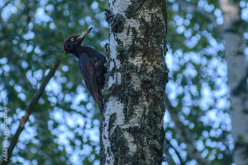 Foto a large black woodpecker with a distinctive red crown, clinging to the trunk of