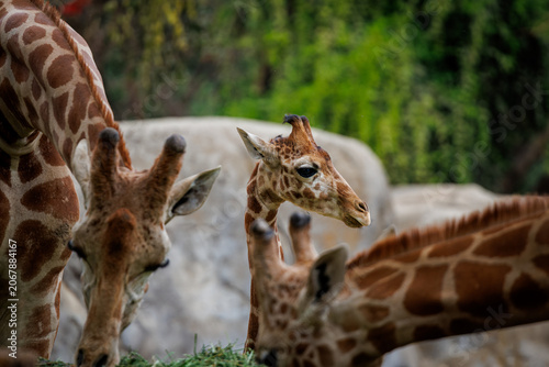 Photography A family of northern giraffes eating