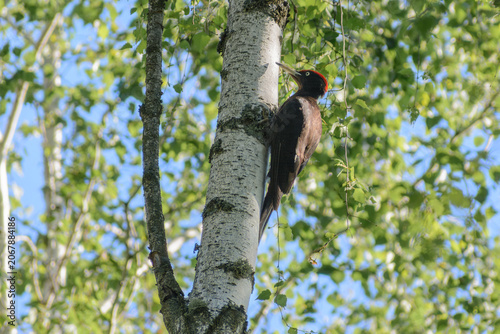 black woodpecker with a red crown, perched on a white birch tree among green leaves