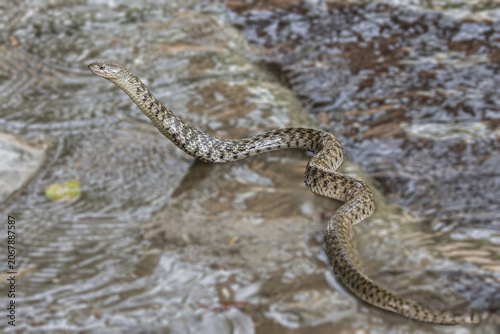 Tablou pe pânză A Checkered keelback