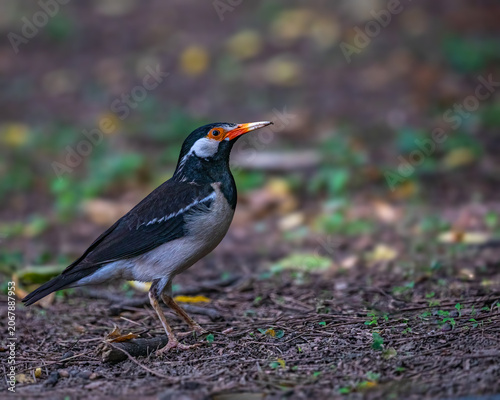 A Pied Starling