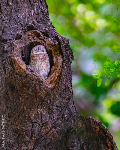 A Spotted Owl