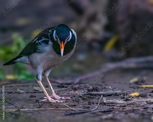 A Pied Starling