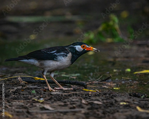 A Pied Starling