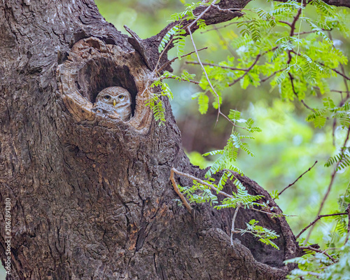 A Spotted Owl