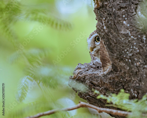 A Spotted Owl