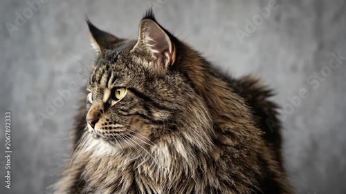 Majestic Maine Coon cat looking at camera against grey background