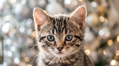 Tabby kitten with blue eyes and festive holiday bokeh lights