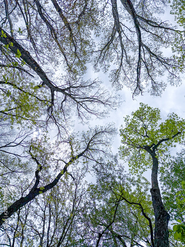 Spring Forest Canopy Viewed from the Woodland Floor