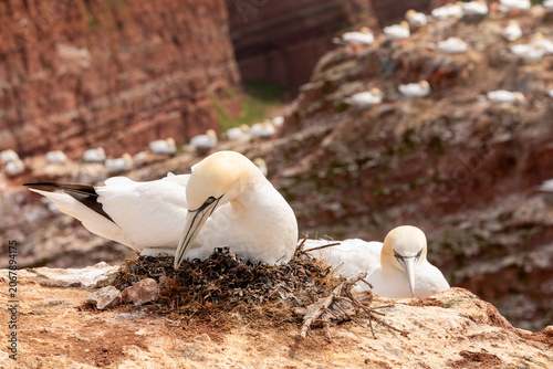 Northern Gannet Nesting on Cliff Edge with Seabird Colony in Background