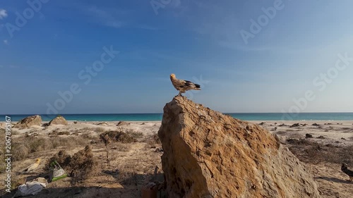 Egyptian Vulture on rock at quiet sandy beach