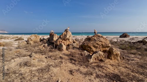 Egyptian Vultures on rocky coastal beach
