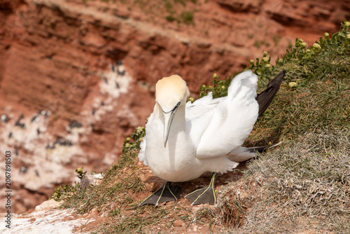 Northern Gannet Resting on Cliff Edge Above Breeding Colony at Heligoland