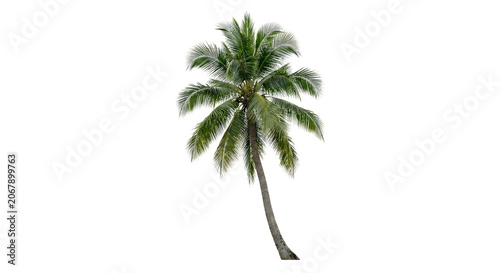 Coconut palm tree