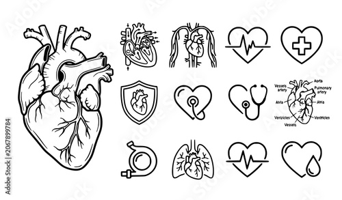 Foto Anatomical human heart vector icon set with medical and circulatory system illus