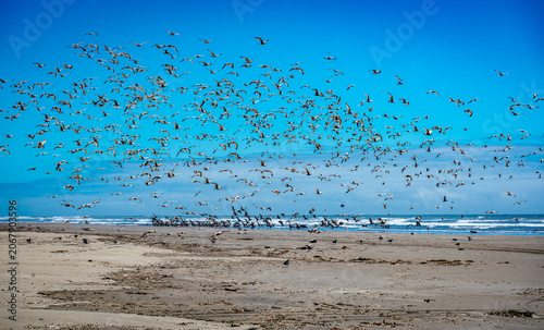 Moclips Flying Birds 2