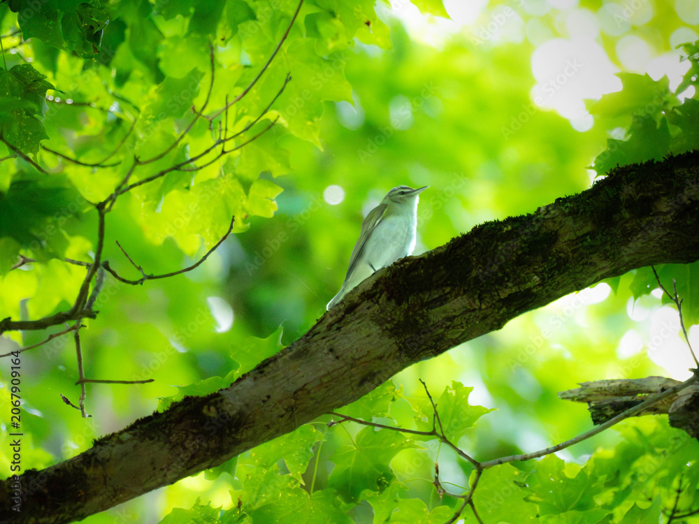 Fototapeta premium a red eyed vireo in a tree