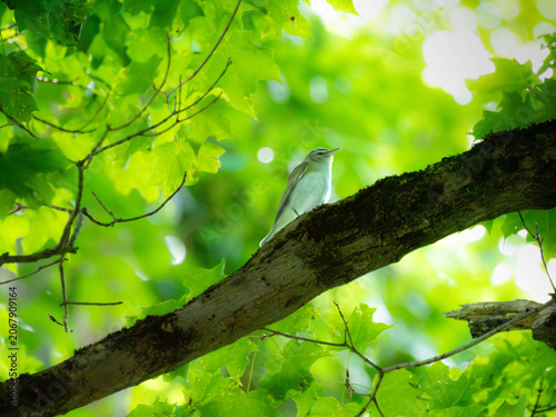 Картината върху платно a red eyed vireo in a tree