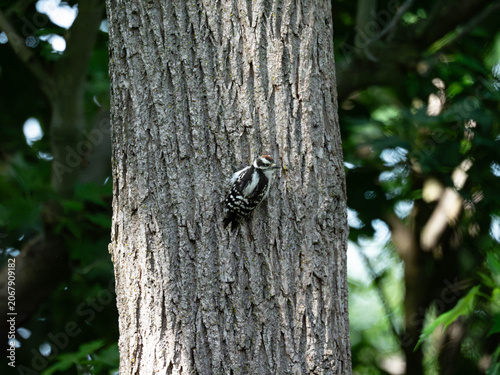 Cuadro en lienzo A downy woodpecker climbing a tree
