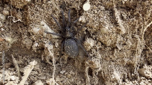 Macro close-up of a glossy black burrowing purse-web spider at its silk-lined burrow in dry steppe soil — a rare, primitive mygalomorph ambush predator in its natural habitat