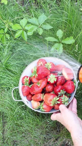 Washing freshly picked organic strawberries in metal colander on green grass. Water spraying from hose nozzle over unwashed summer berries reflecting eco friendly consumption. Authentic trends in