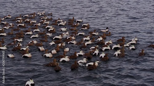 Large flock of common eiders swimming together on choppy coastal waters, contrasting black-and-white drakes and brown hens forming a synchronized raft across the ocean surface.