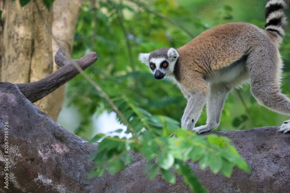 Fototapeta premium Ring-Tailed Lemurs Climbing Tree Trunk in Natural Forest Habitat