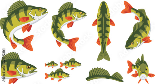 Schilderij op canvas Yellow perch fish vector illustration set with jumping swimming top view side vi