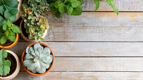 Potted plant succulent herb green leaf wood table rustic home garden top view copy space natural