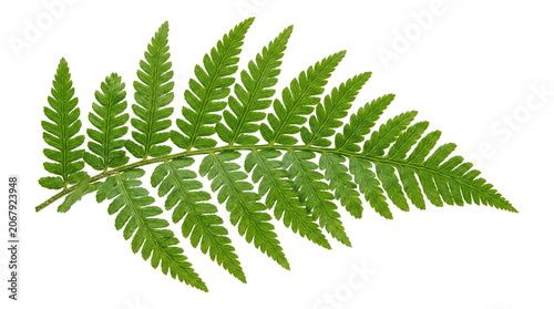 Fotografie Detailed green fern leaf foliage isolated on transparent background for nature botanical design projects