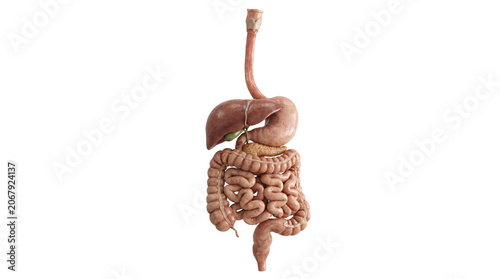 Quadro su tela Human digestive system anatomy model showing internal organs on isolated transparent background png image
