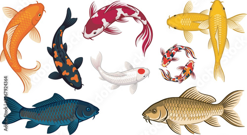 Fotografie Japanese koi fish and carp vector illustration set with colorful swimming nishik