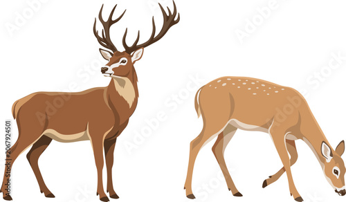 Konstfotografi Wild deer family vector illustration set with majestic red deer stag and grazing