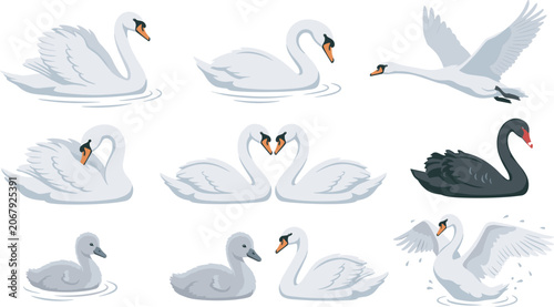 Obraz na płótnie Elegant white and black swan bird vector illustration set with swimming flying c