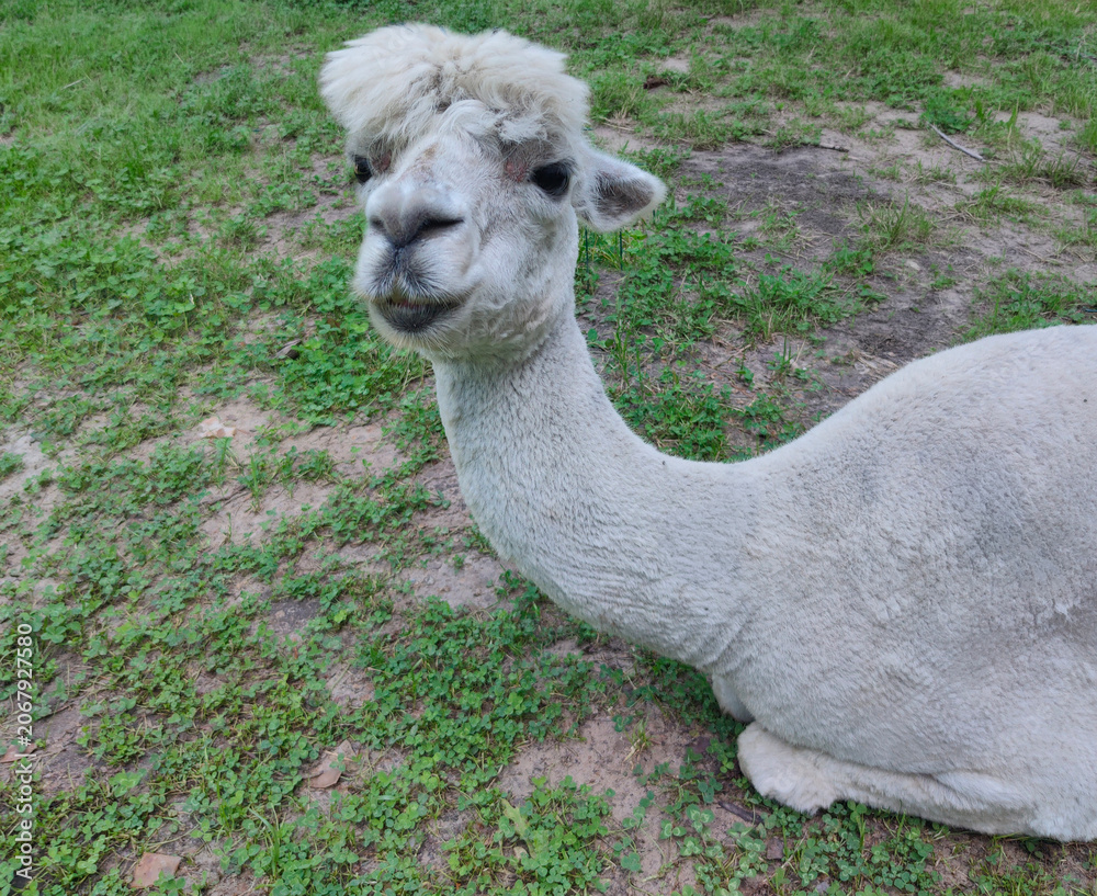 Obraz premium A white alpaca standing in a green meadow