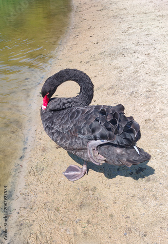 Striking Black Swan with a bright red beak